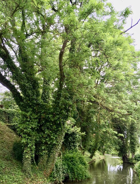 Baum