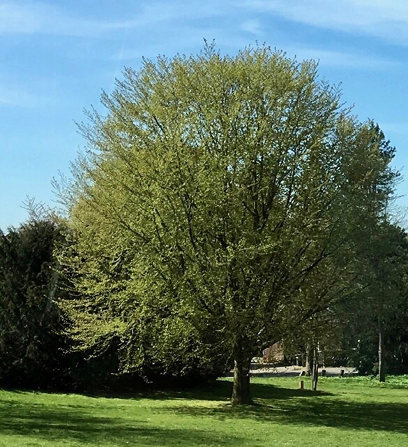Baum