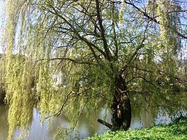 Baum