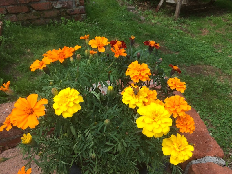 Blumen